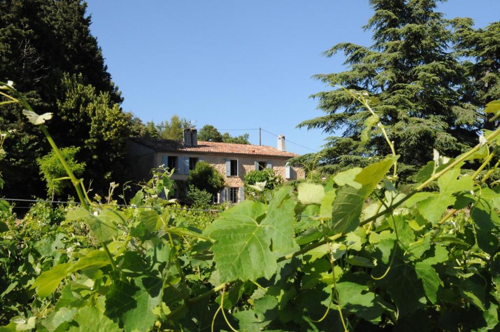 una casa vieja en medio de un campo de plantas en Les Vignes de Terrisse, en Entrecasteaux