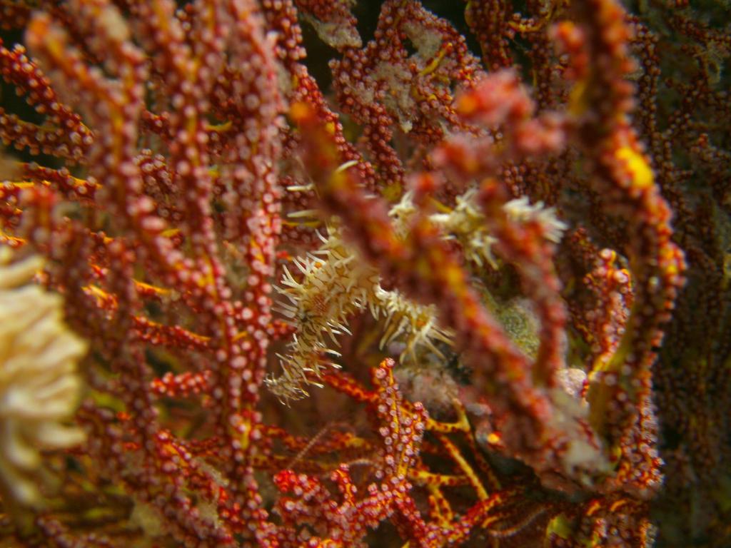 Fotografie z fotogalerie ubytování Residencia Diosa v destinaci Siquijor