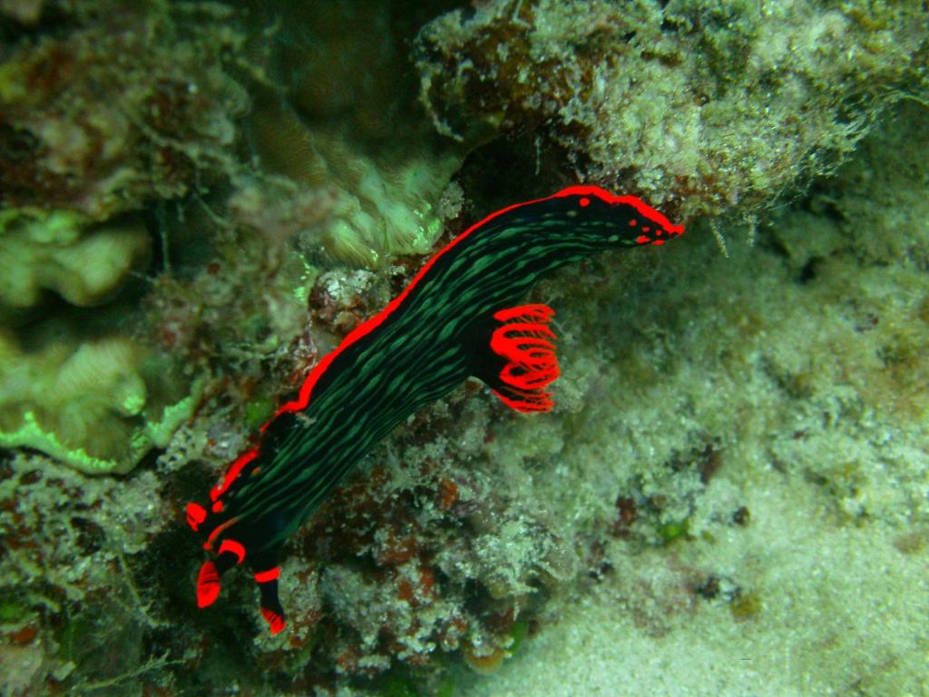 Fotografie z fotogalerie ubytování Residencia Diosa v destinaci Siquijor