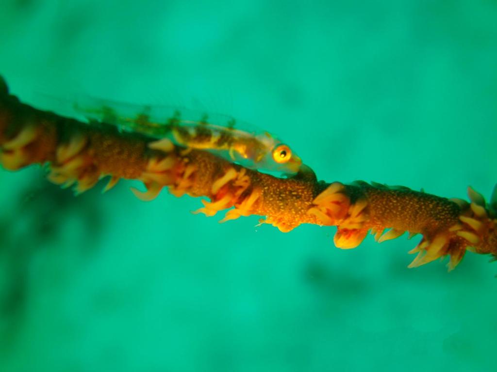 Fotografie z fotogalerie ubytování Residencia Diosa v destinaci Siquijor