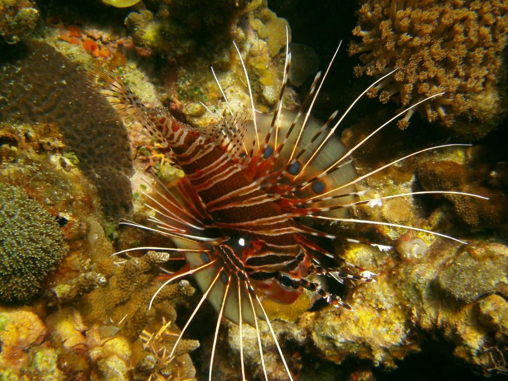 Fotografie z fotogalerie ubytování Residencia Diosa v destinaci Siquijor