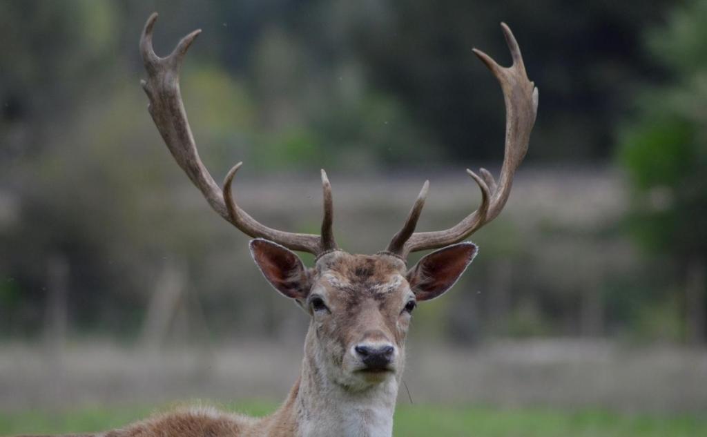 a deer with large antlers standing in a field at Domaine Shambala - gîte en Provence avec une Grande Piscine in Velaux