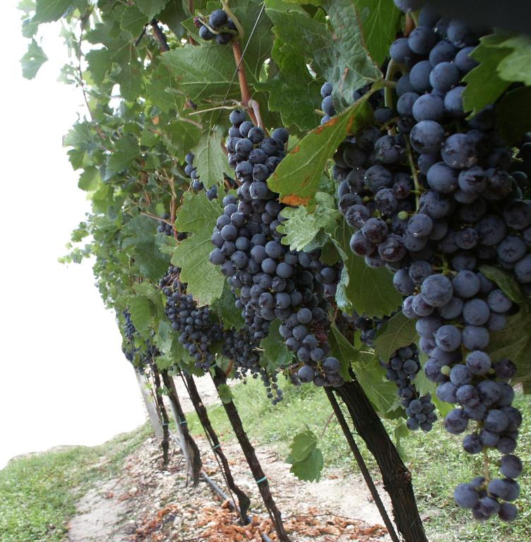 Fotografia z galérie ubytovania Agriturismo Colombarola v destinácii Sona