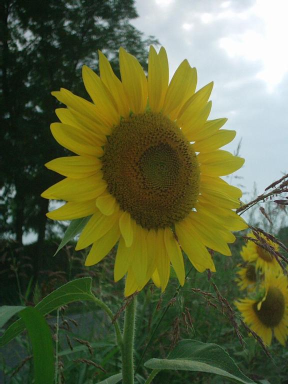 Fotografia z galérie ubytovania Agriturismo Colombarola v destinácii Sona