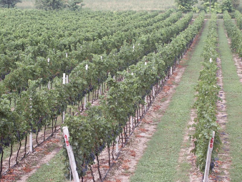 Vonkajšia záhrada v ubytovaní Agriturismo Colombarola
