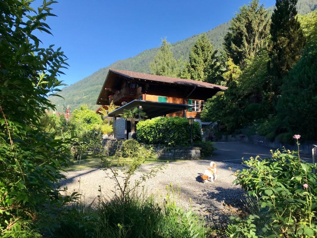 a house with a dog sitting in front of it at Chalet Rosemarie in Ringgenberg