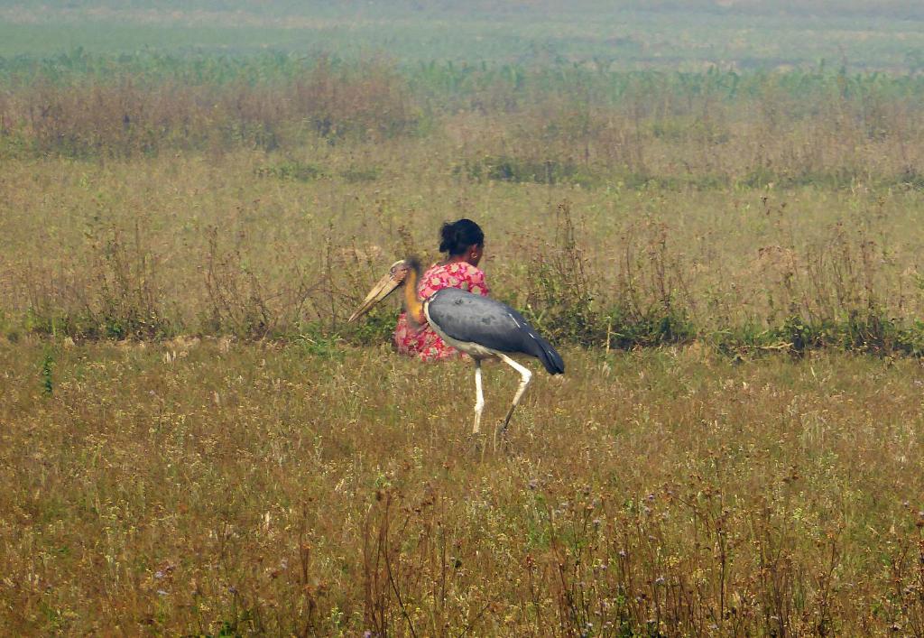 Fotografie z fotogalerie ubytování Tharu Mahal v destinaci Sauraha
