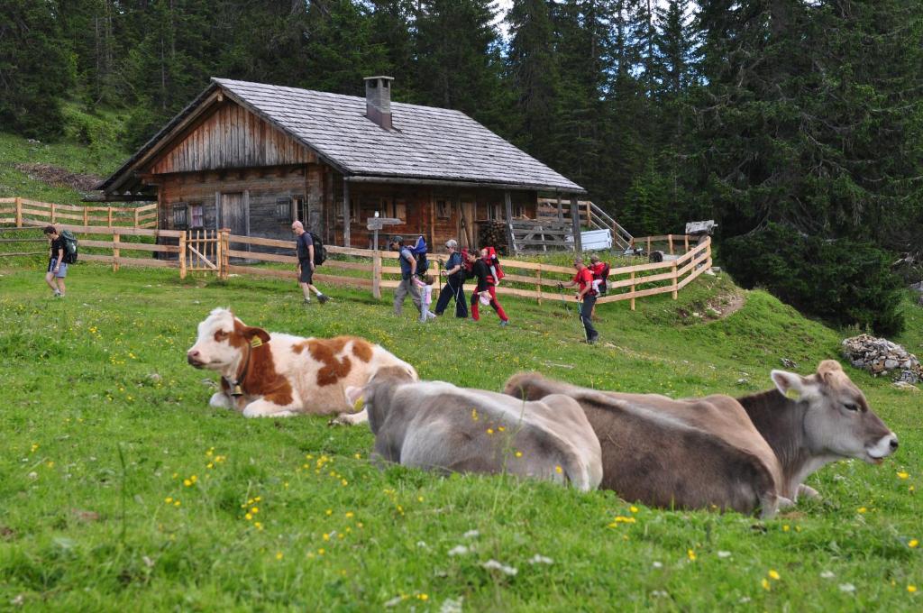 Zvířata v hotelu nebo okolí
