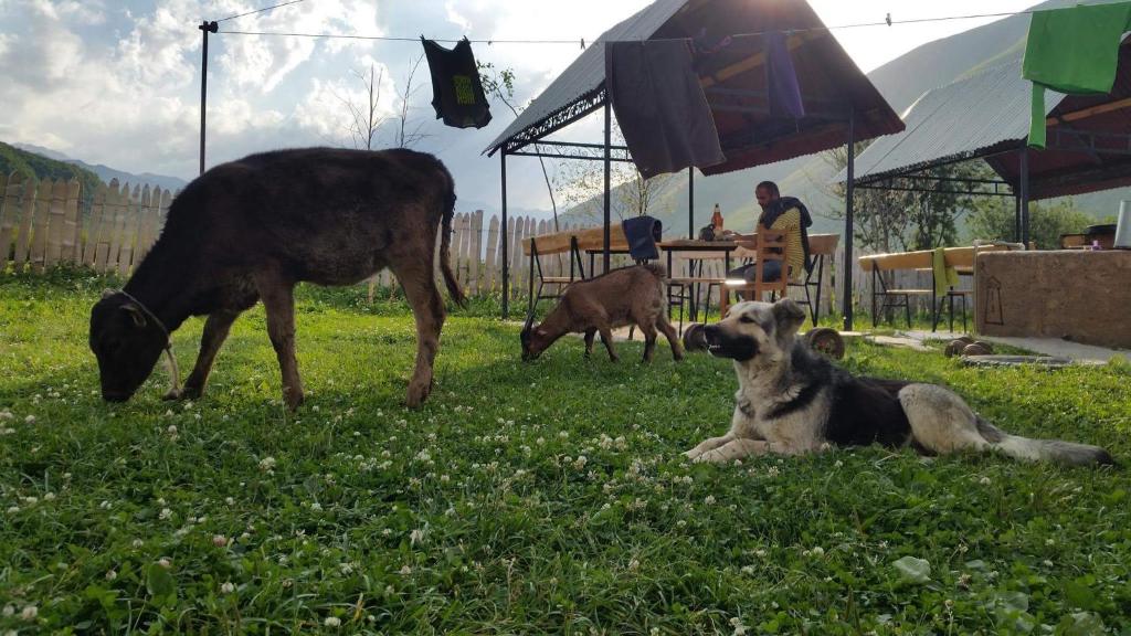 Domácí mazlíčci ubytovaní s hosty v ubytování Guesthouse Angelina