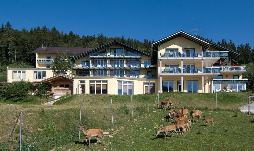 Zvířata v hotelu nebo okolí