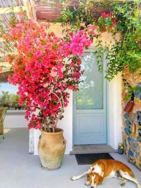 a dog laying on the ground next to a vase with flowers at Paradiso verde a poca distanza dal mare in Agropoli