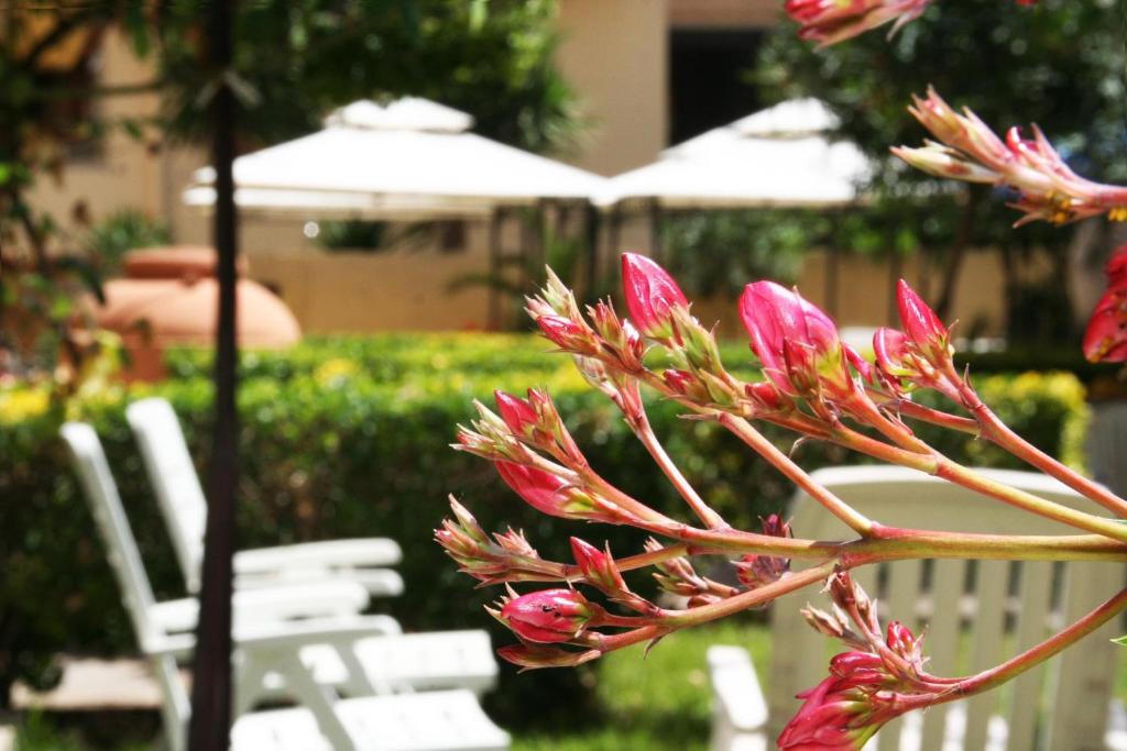Zahrada ubytování Solemare Accommodation Alghero