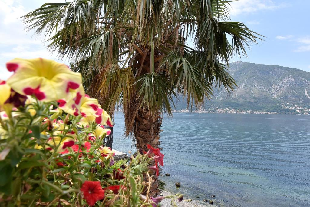 a palm tree next to the water with flowers at Maniva penthouse by the sea in Kotor