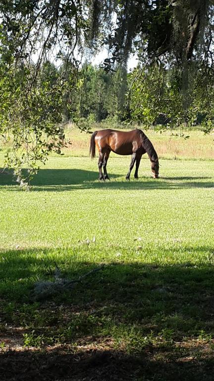a brown horse grazing in a field of grass at Kokomo Farms in Live Oak