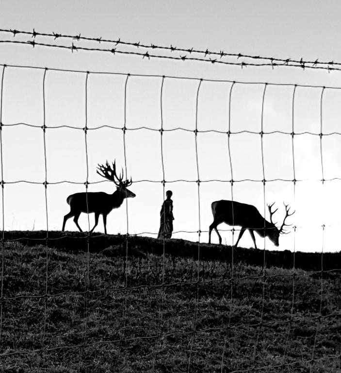 Aorangi Highland Country Retreat - Resim 18