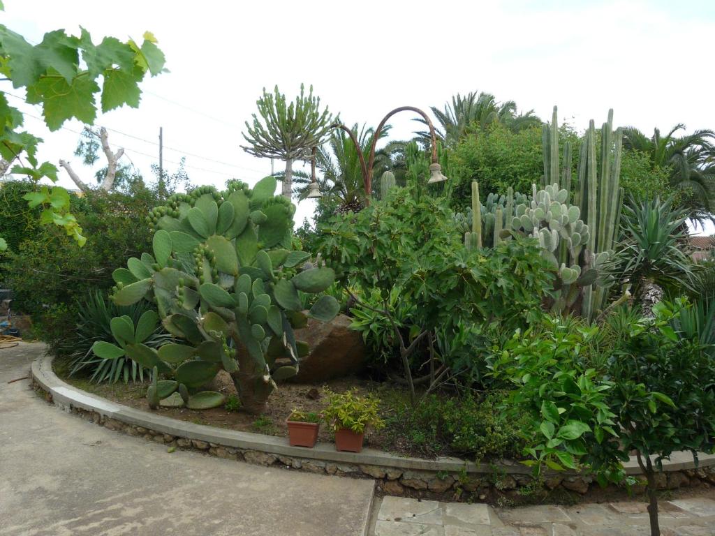 Zahrada ubytování Villa Yucca