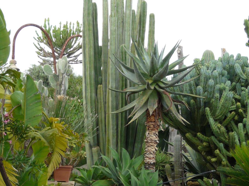 Zahrada ubytování Villa Yucca