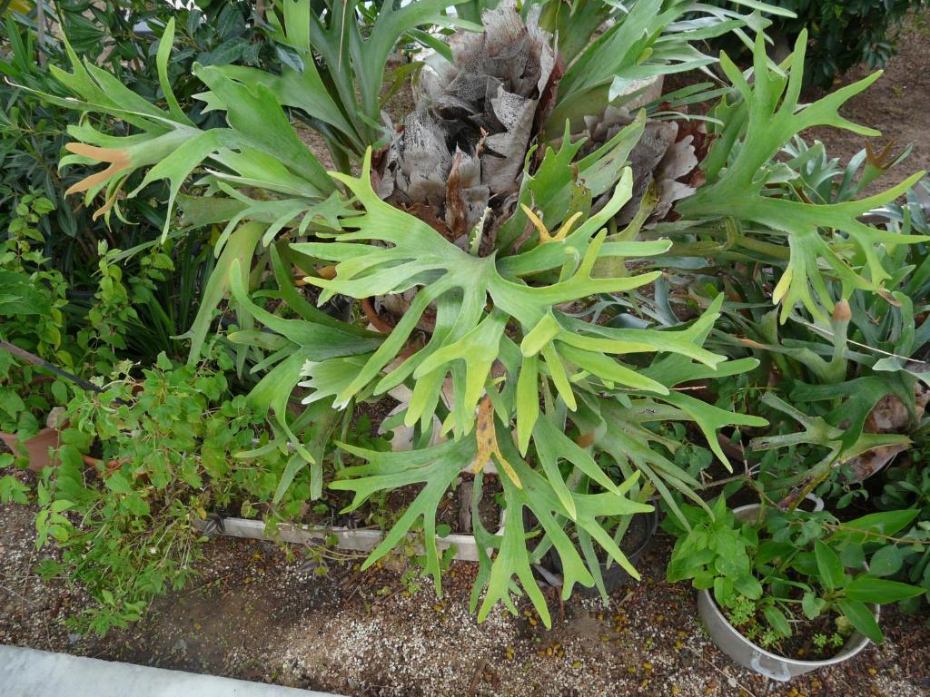 Zahrada ubytování Villa Yucca