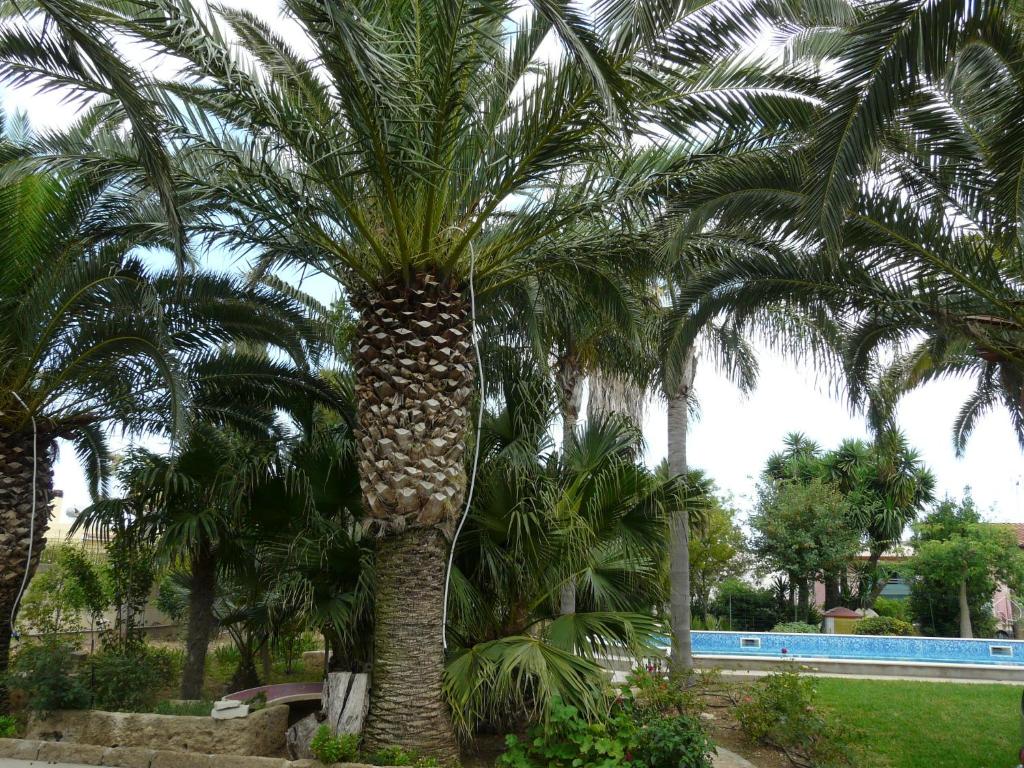 Zahrada ubytování Villa Yucca
