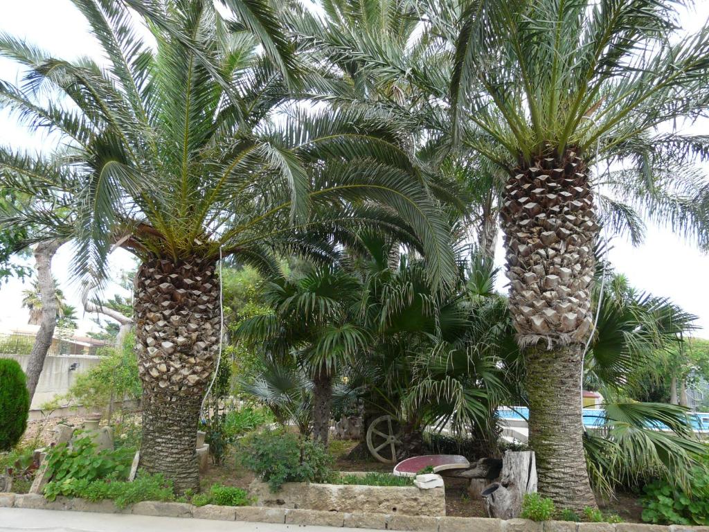 Zahrada ubytování Villa Yucca