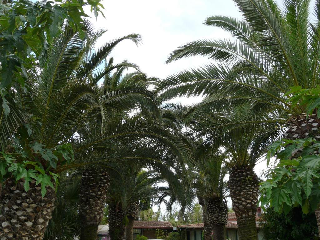 Zahrada ubytování Villa Yucca