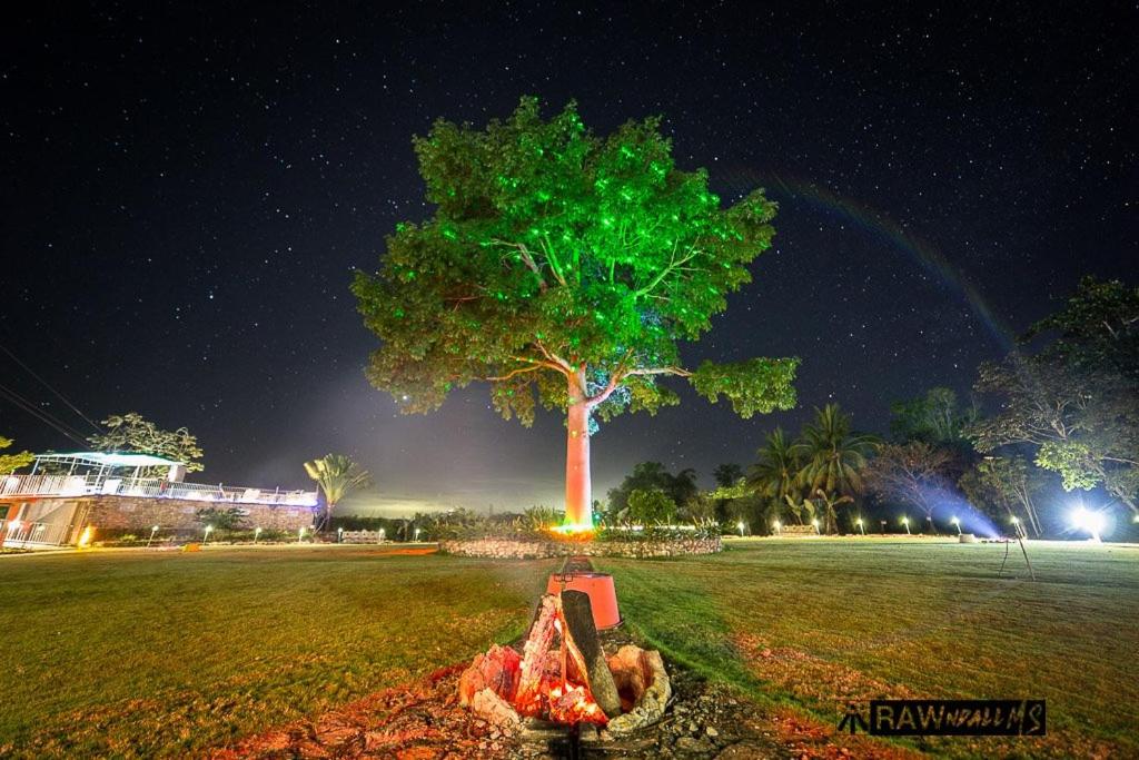 a tree in the middle of a field at night at La Casa de Don David in El Remate
