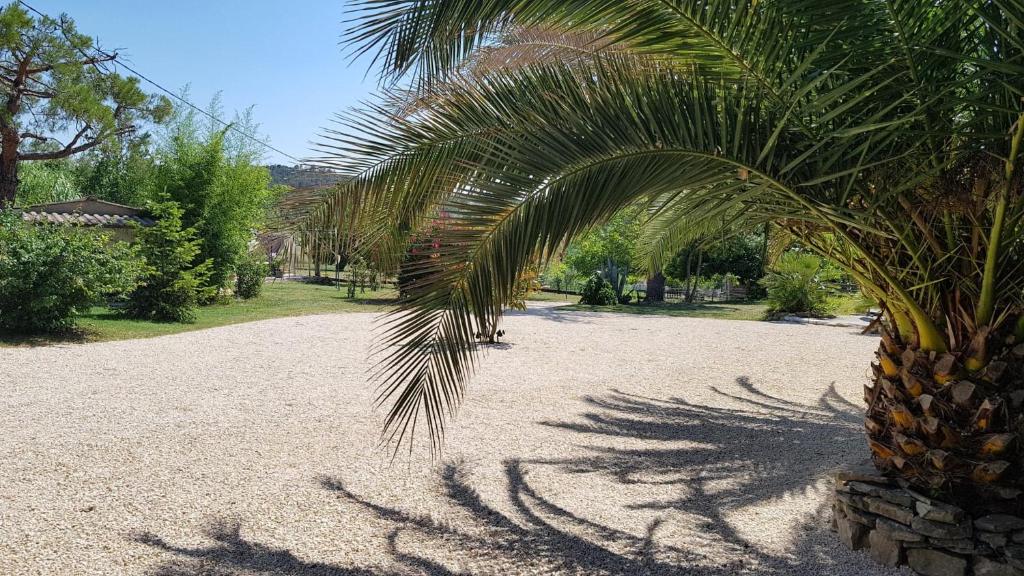 Saint-Julien-de-Peyrolas的住宿－Mas des gardies，棕榈树坐在砾石堆上