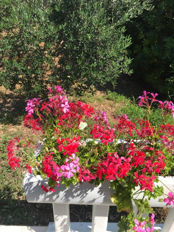 Zahrada ubytování Guesthouse Davorka Bijelić