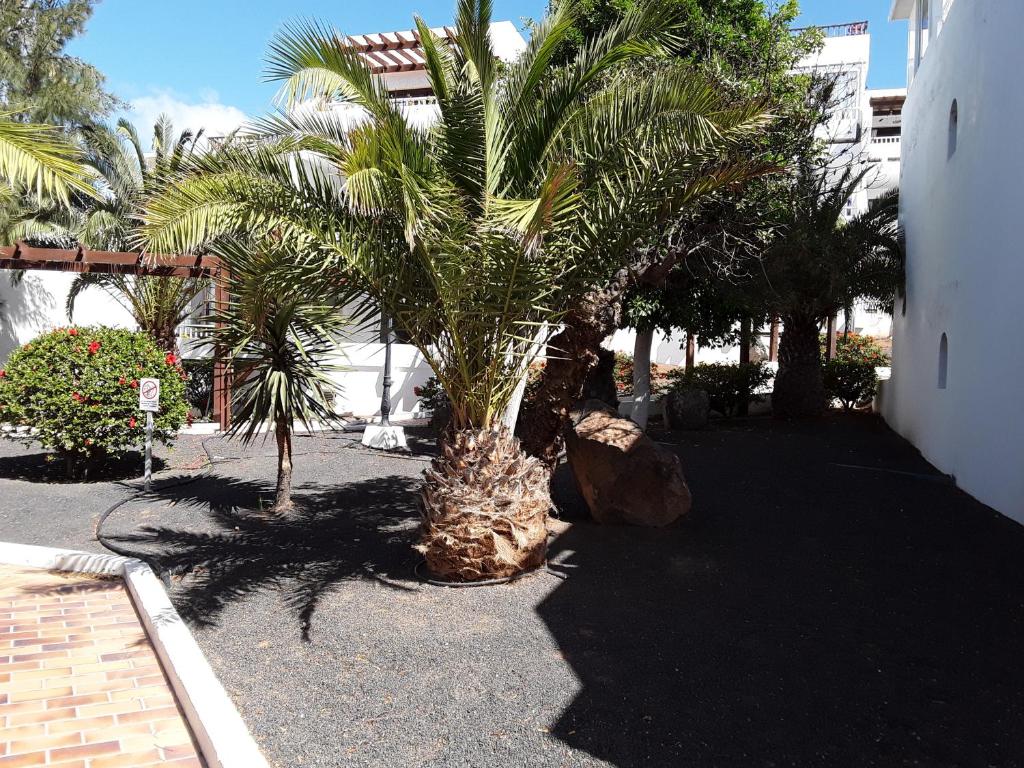 palma na dziedzińcu obok budynku w obiekcie Le parisien w Costa Teguise