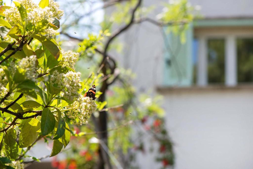 Ogród w obiekcie Amoredimare B&B in Villa