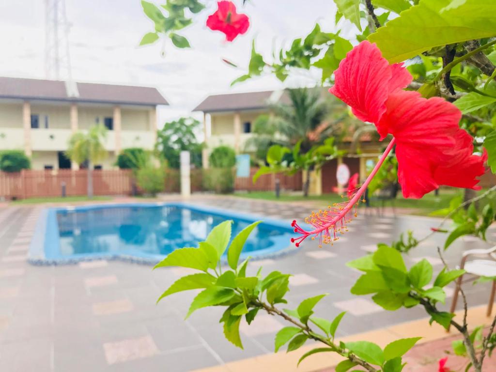 una flor roja frente a una piscina en Shell Out Cenang Beach Resort en Pantai Cenang
