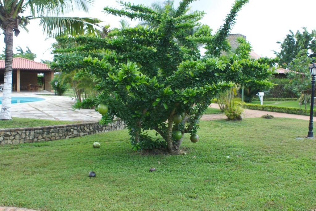  Privê Baraúnas