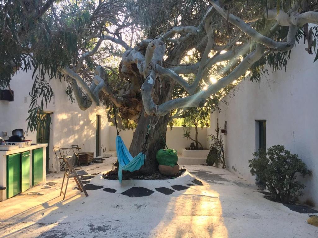 a tree with a chair and a hammock under it at Patio I in La Asomada