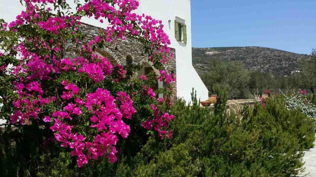 プラティスヤロス・シフノスにあるCase Panoramicheの建物前のピンクの花束