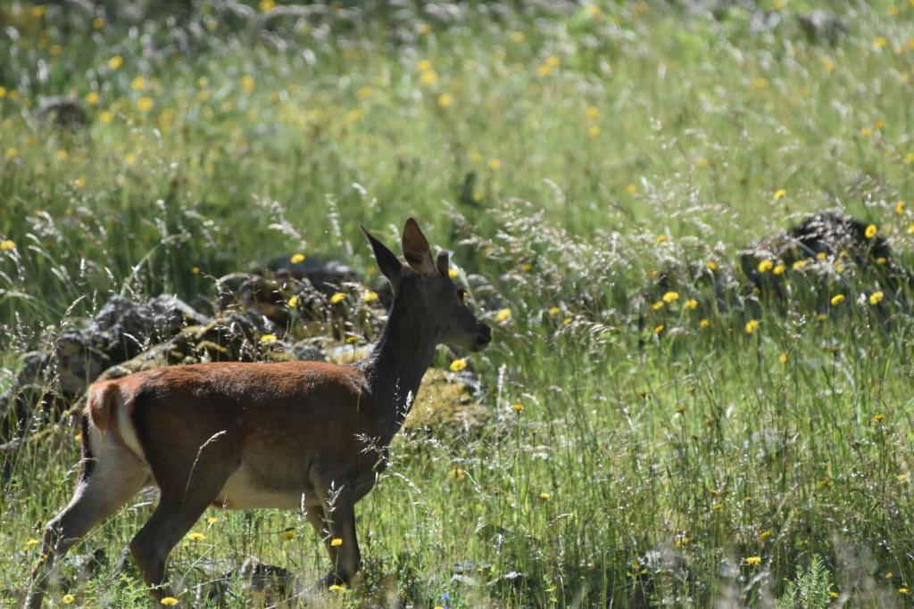 Animales en el apartamento o alrededores