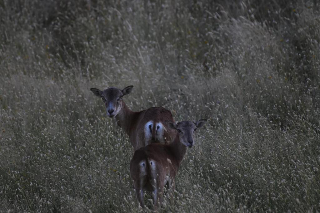 Animales en el apartamento o alrededores