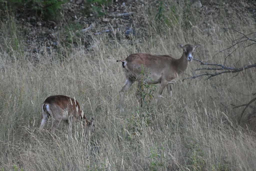 Animales en el apartamento o alrededores