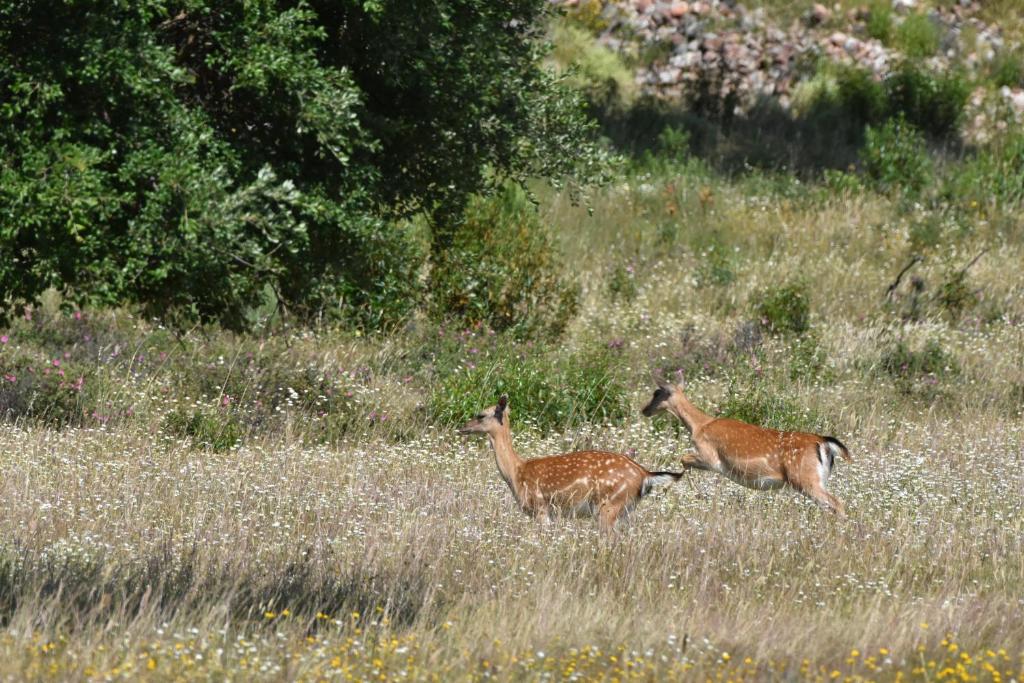 Animales en el apartamento o alrededores