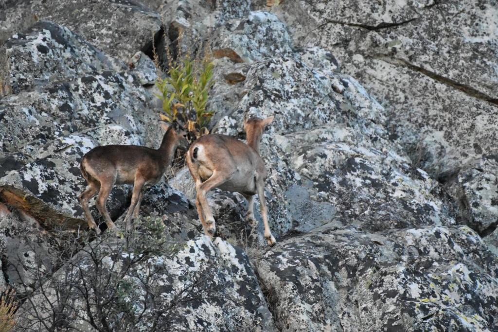 Animales en el apartamento o alrededores