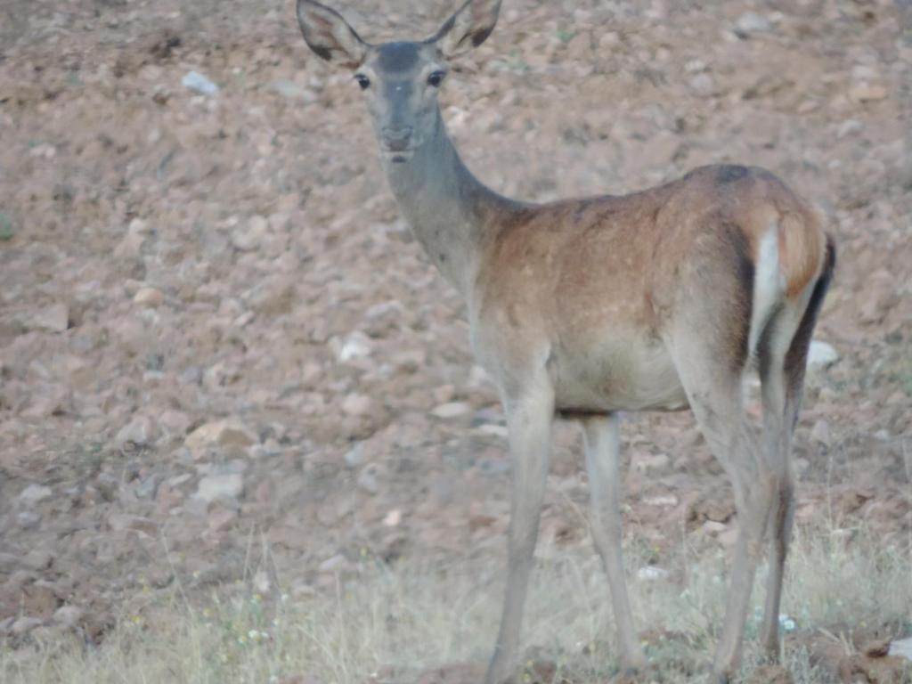 Animales en el apartamento o alrededores