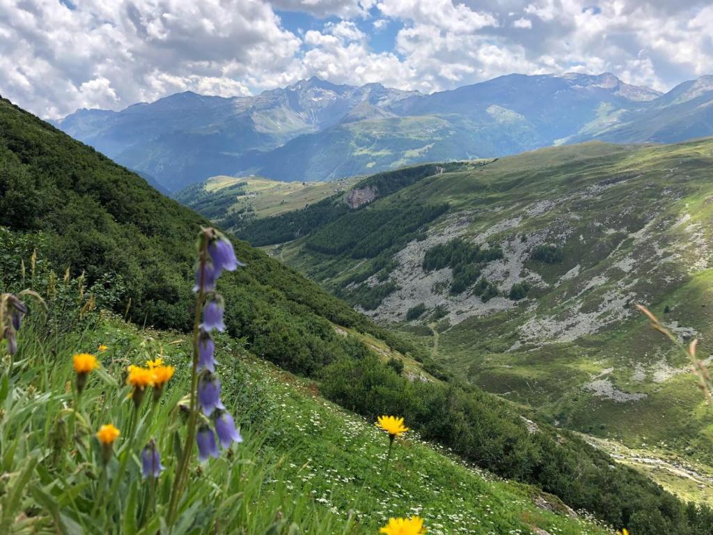 a field of flowers on the side of a mountain at Albergo K2 in Madesimo