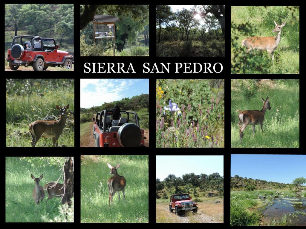Animales en el apartamento o alrededores