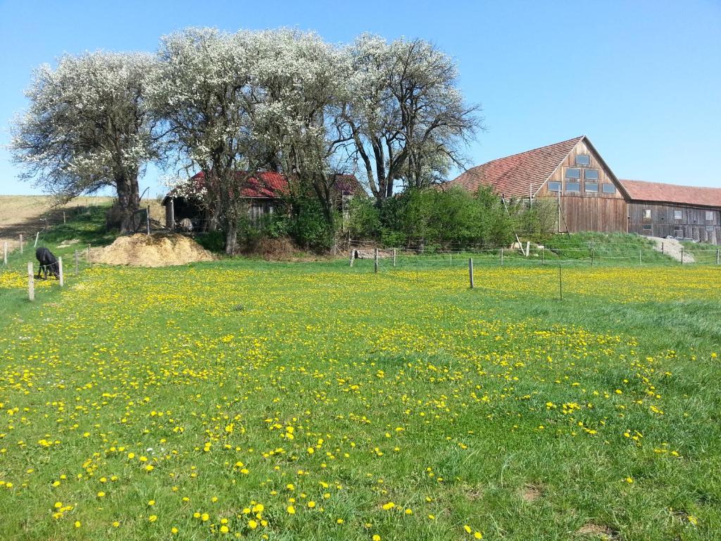 a field full of yellow flowers in front of a barn at A-Sissy-Hof in Bischofstetten