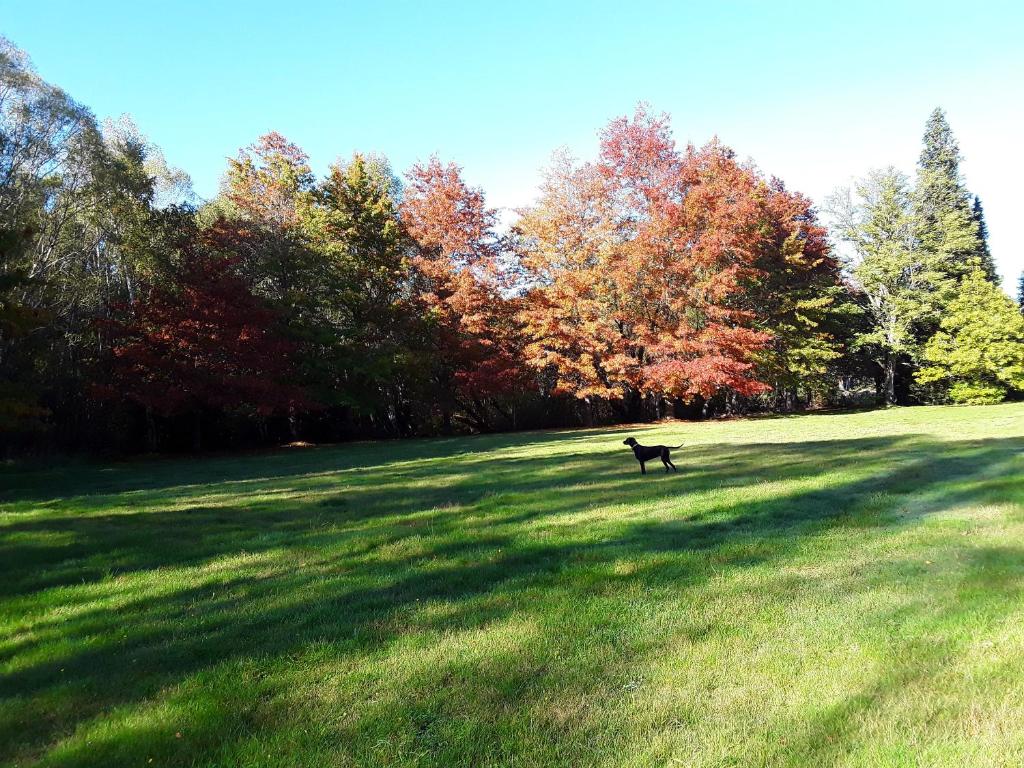 Alpine Holiday Apartments & Campground