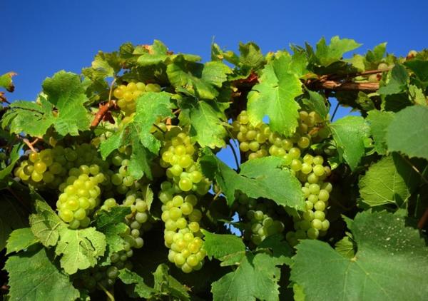 garść zielonych winogron na drzewie w obiekcie Winnica "Żabi Raj" w mieście Skarszewy