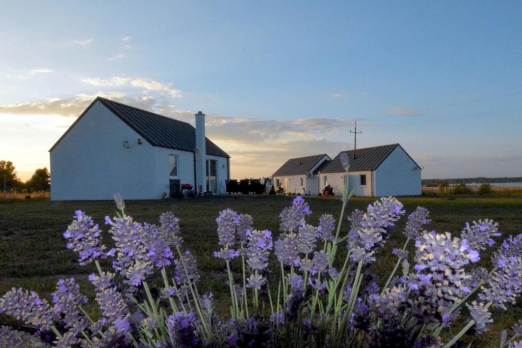 un campo de flores púrpuras frente a un edificio blanco en "Lawendowe Wzgórze", en Zastań