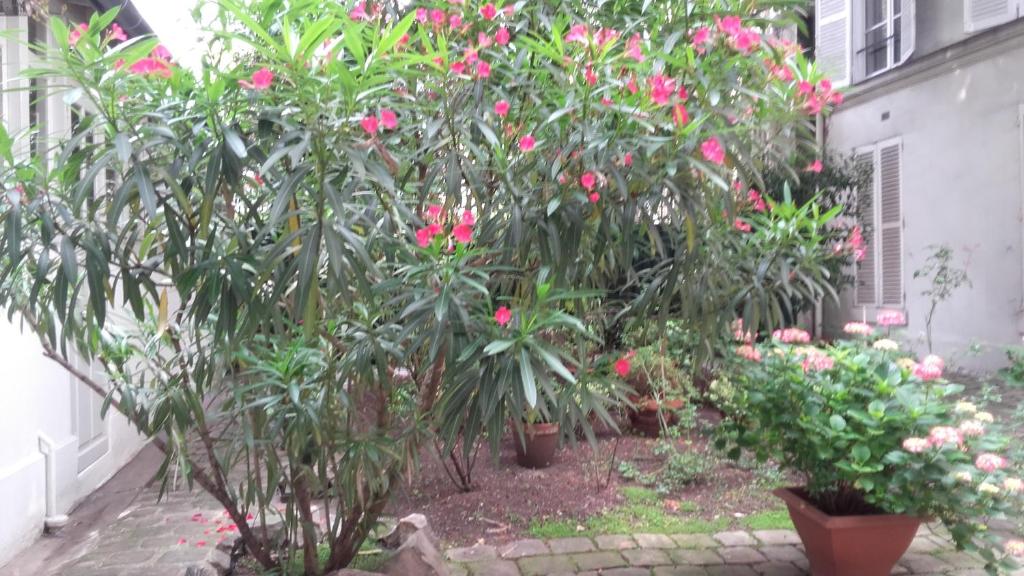 a group of plants with pink flowers in a yard at ILE SAINT-LOUIS GLAMOROUS FLAT in Paris