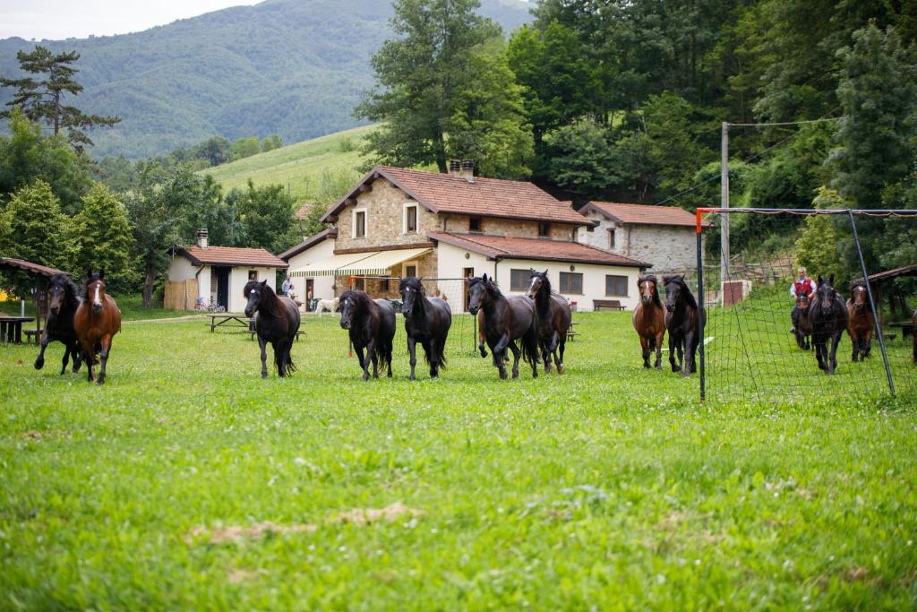 un groupe de chevaux qui courent dans un champ dans l'établissement Agriturismo Carovane, à Compiano
