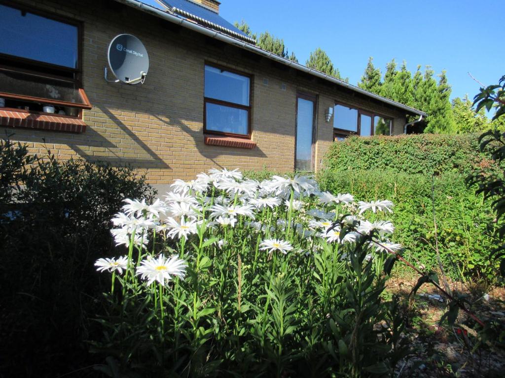 a group of white flowers in front of a house at Æbelø-guidens B&B in Bogense