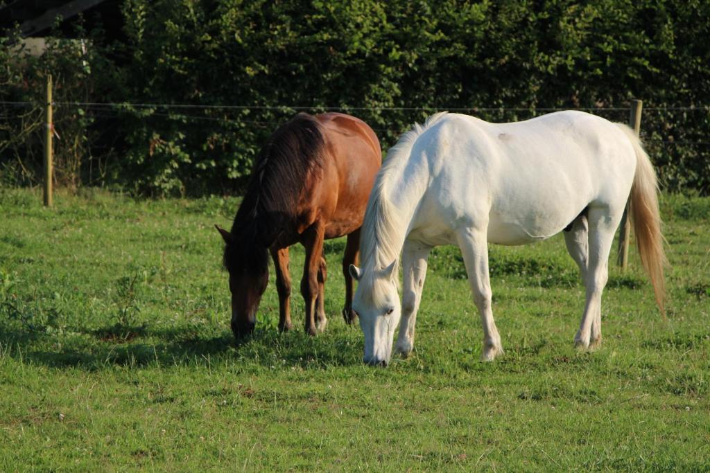 two horses grazing in a field of grass at Gîte d&#39;Anne et Ulysse in Sept-Frères